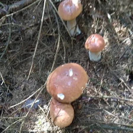 Maison d'hôtes David 3*