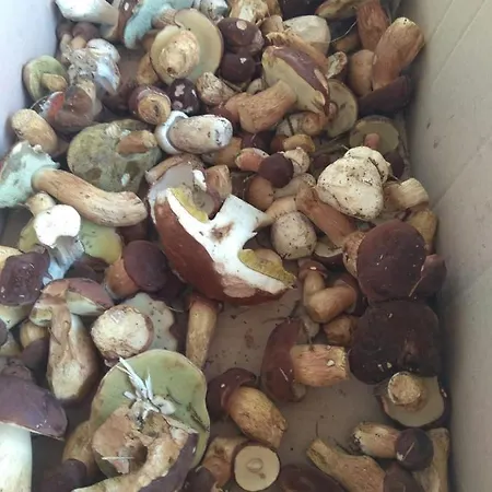 David Maison d'hôtes Třešť